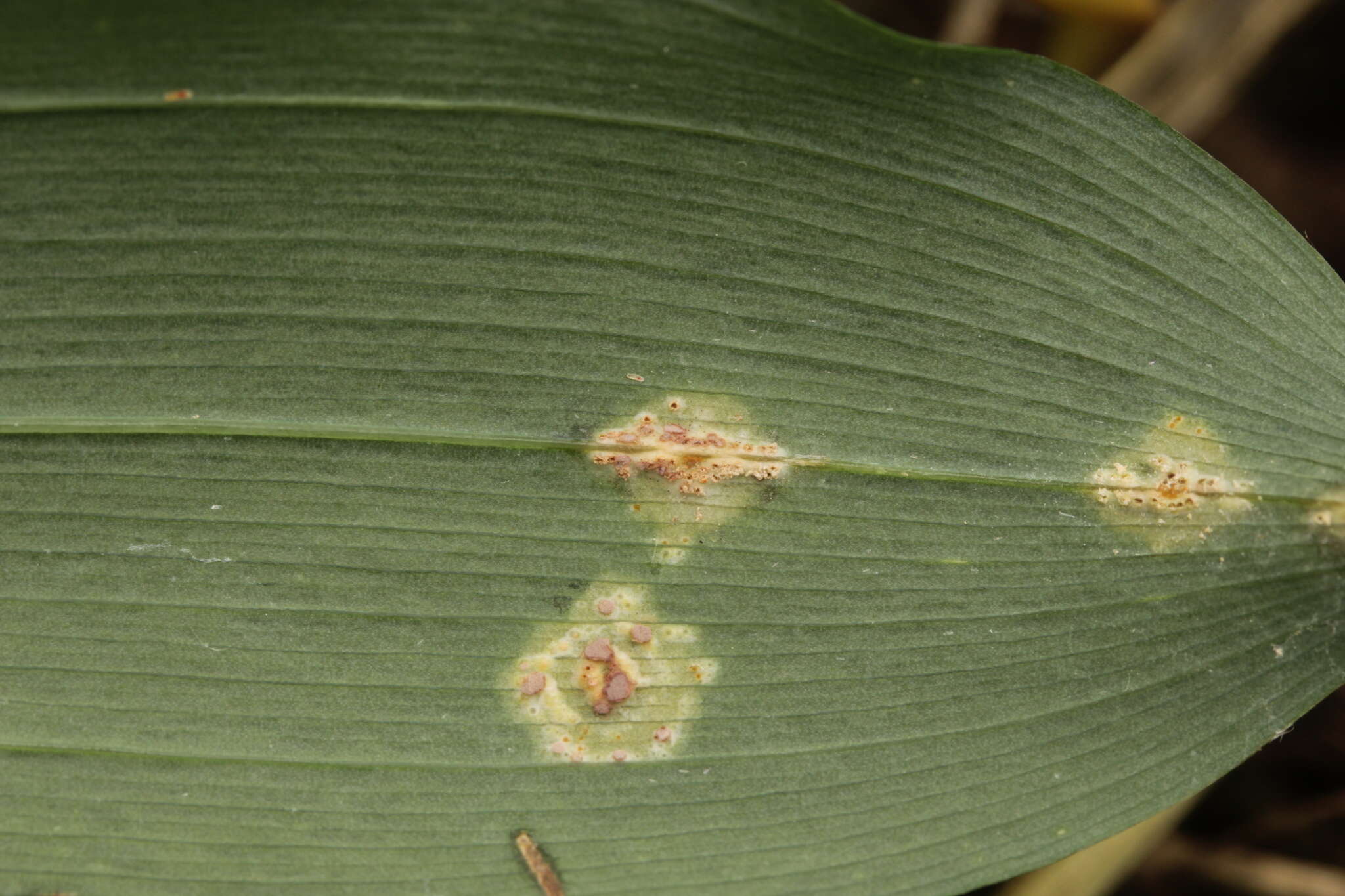 Imagem de Puccinia sessilis J. Schröt. 1870