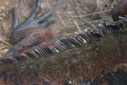 Image of marine iguana