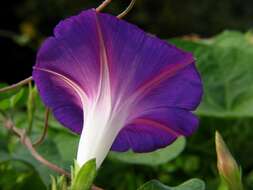 Image of tall morning-glory