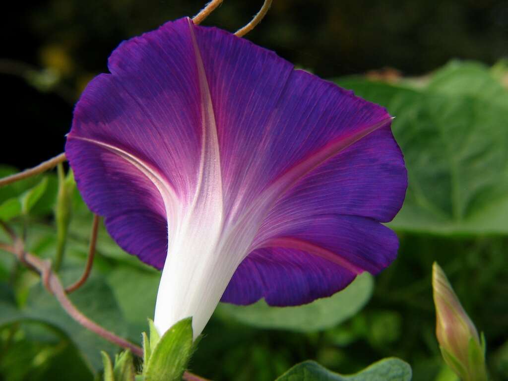 Image of tall morning-glory