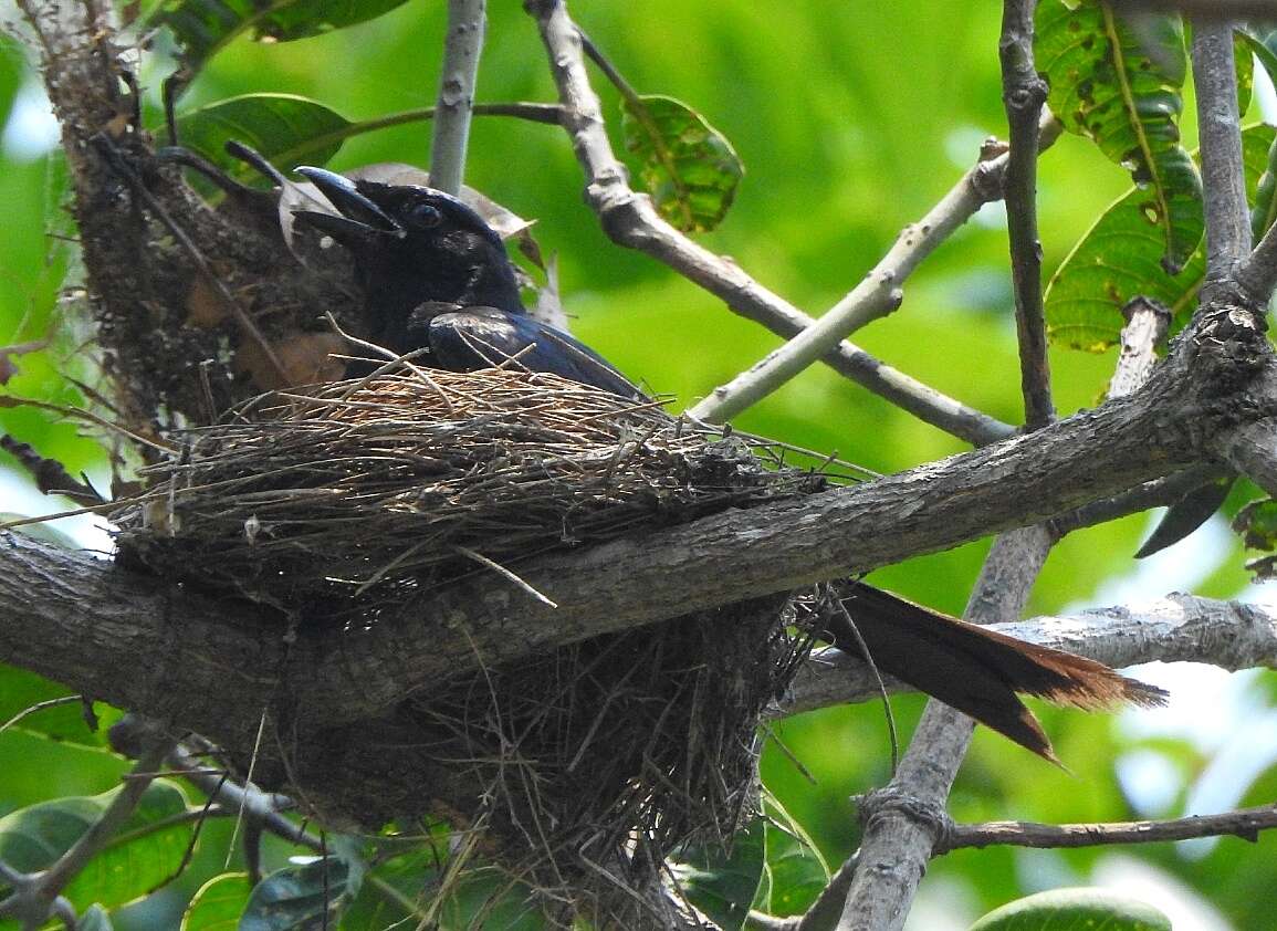 Image of Black Drongo