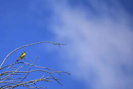 Image of Lesser Goldfinch