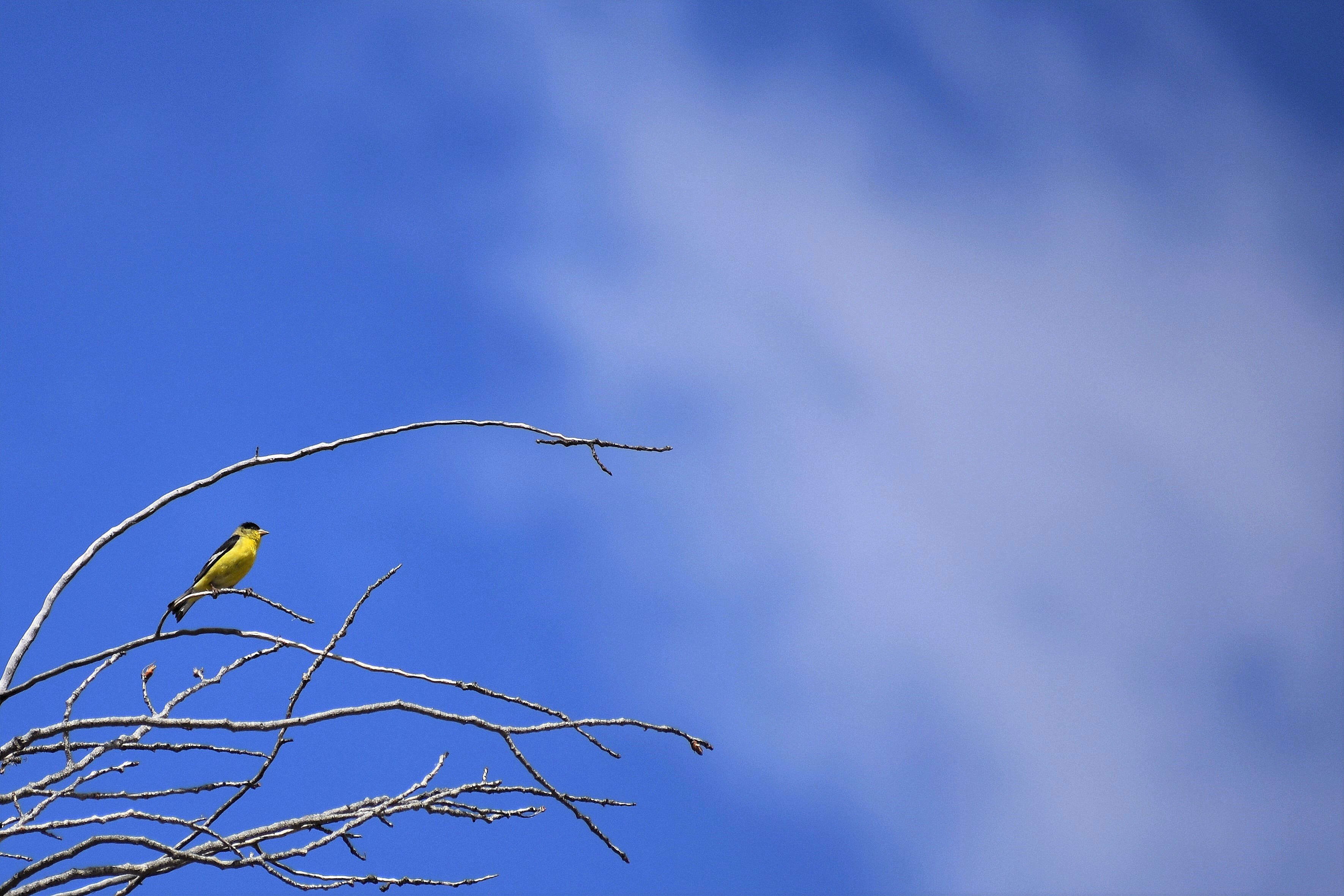 Image of Lesser Goldfinch