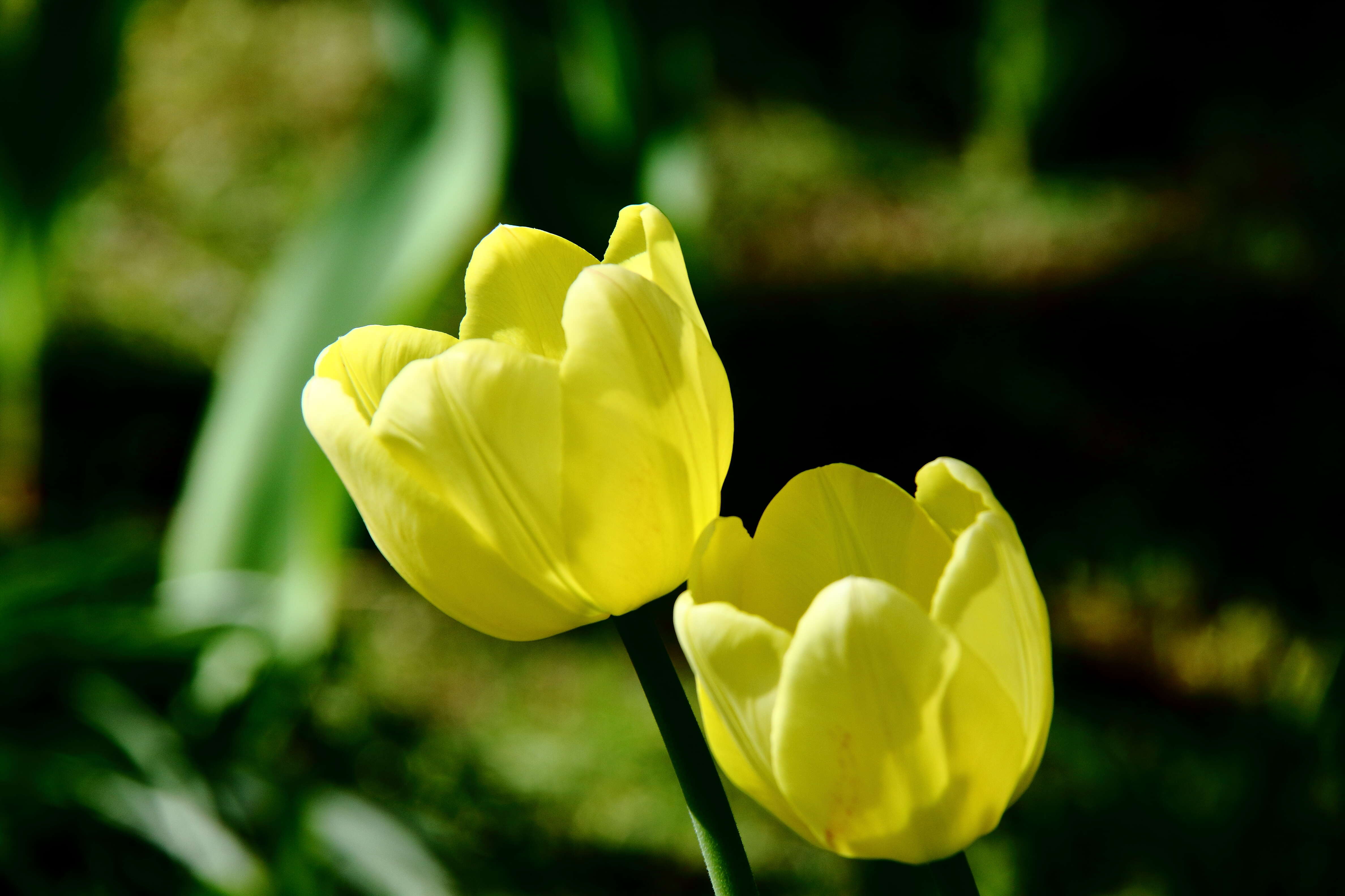 Image de tulipe