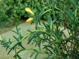 Image of Lampranthus aureus (L.) N. E. Br.