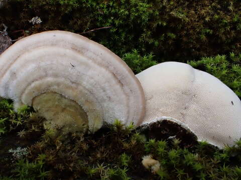 Image of Trametes hirsuta (Wulfen) Lloyd 1924