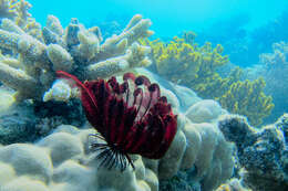 Image of Strong arm crinoid