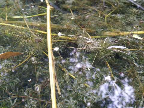 Image of western waterweed