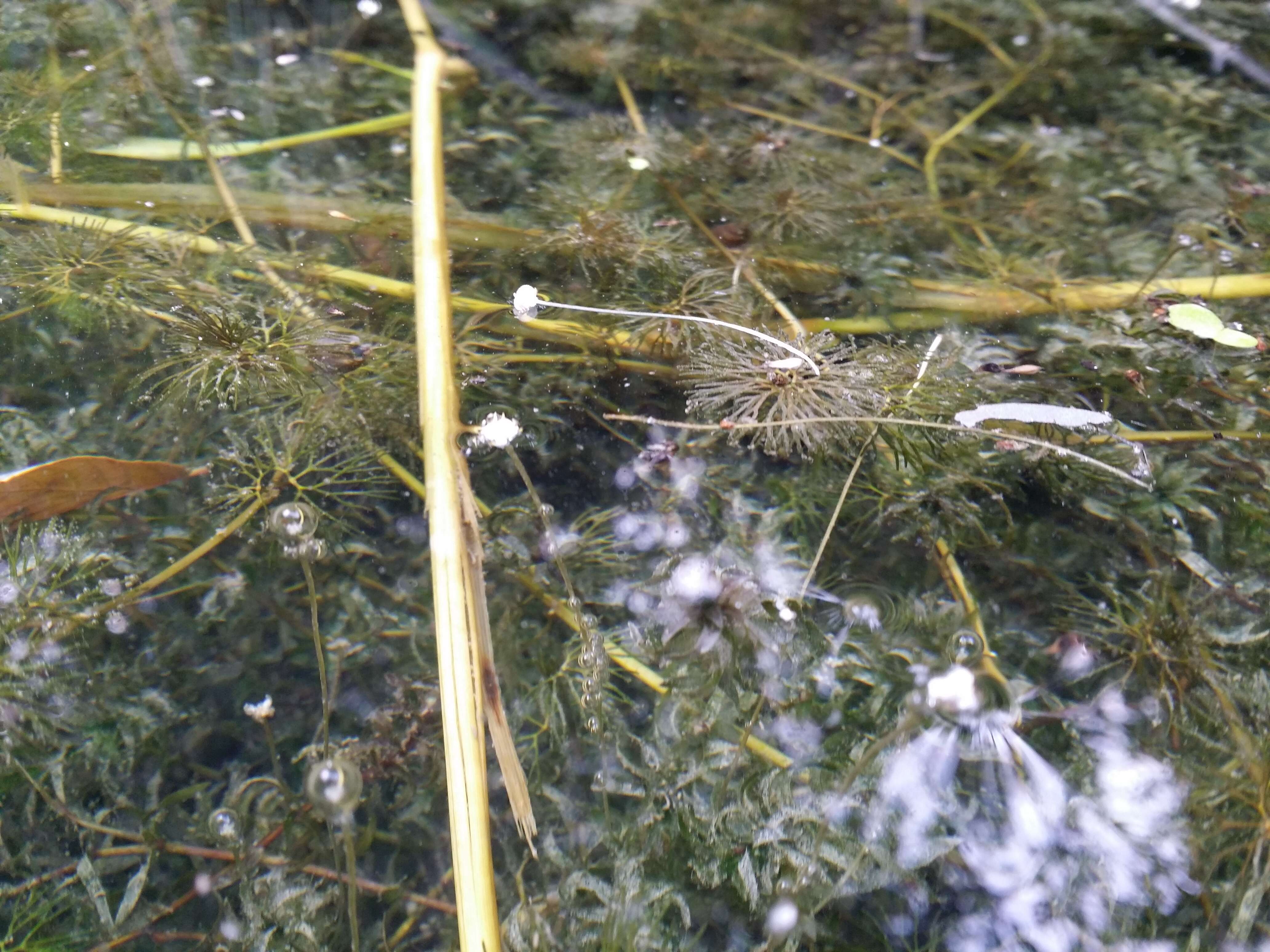 Image of western waterweed