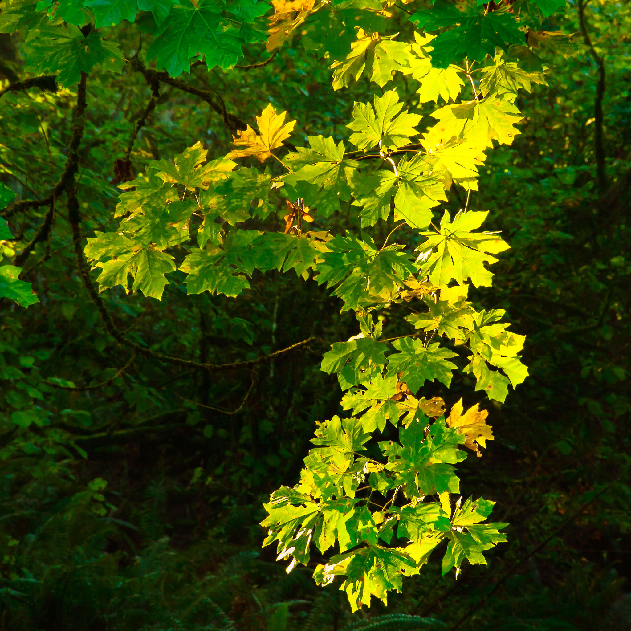 Image of bigleaf maple