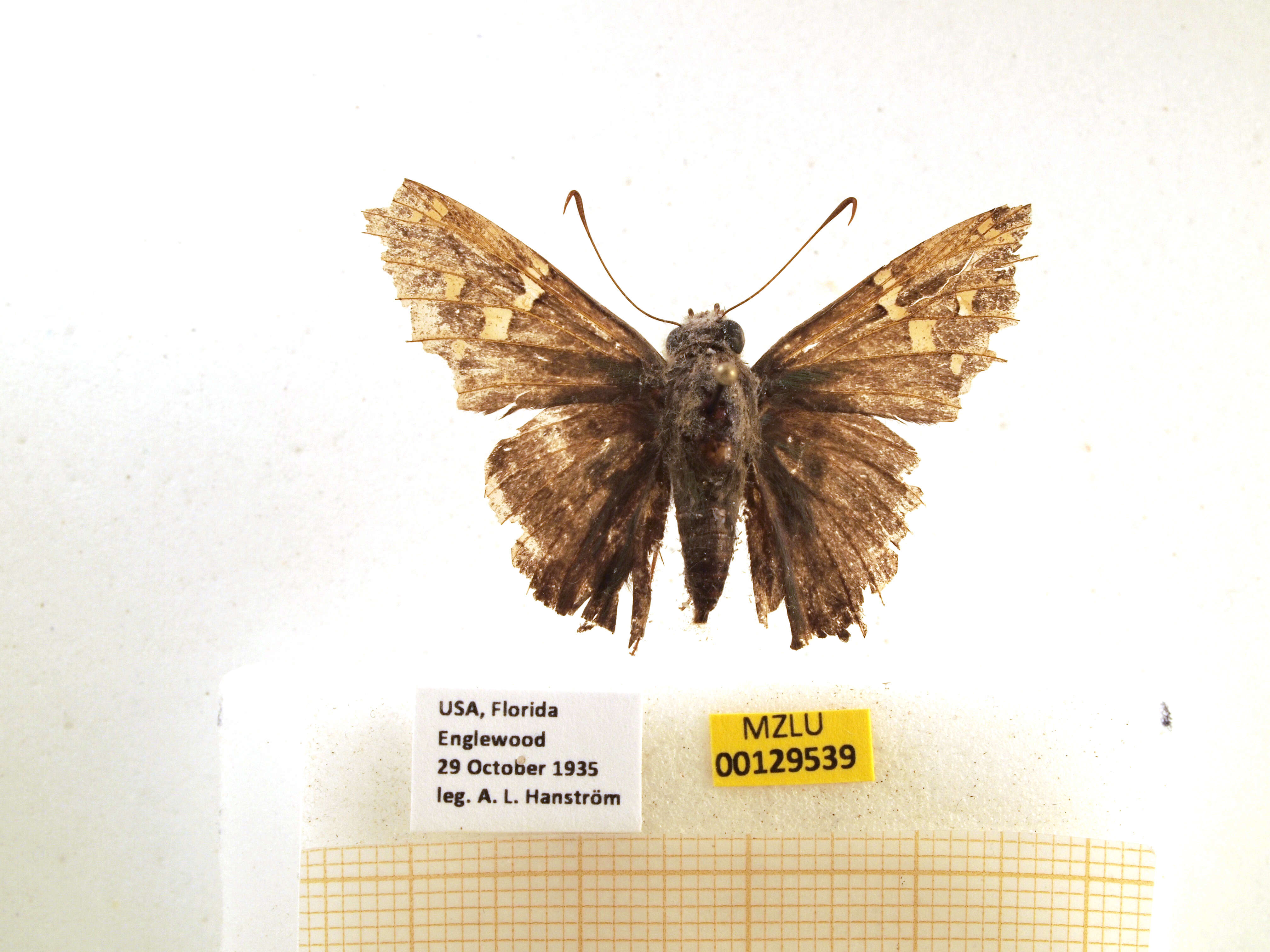 Image of Long-tailed Skipper