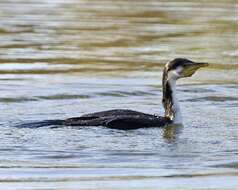 Image of Little Pied Cormorant