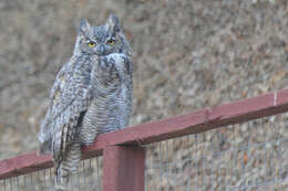 Image of Great Horned Owl