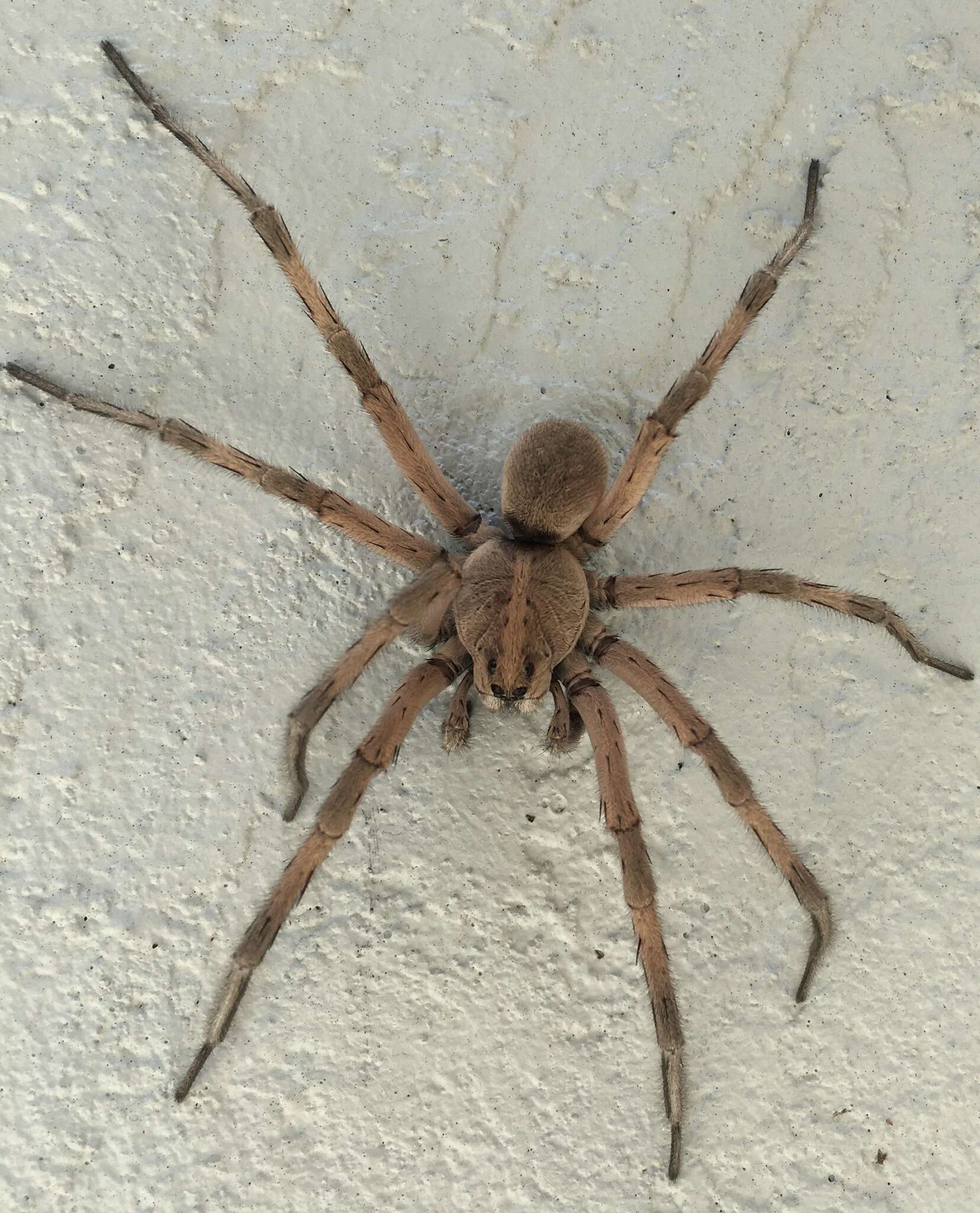 Image of Carolina Wolf Spider