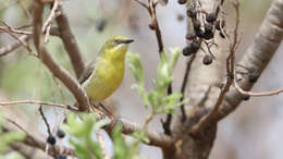 Image of Green-capped Eremomela