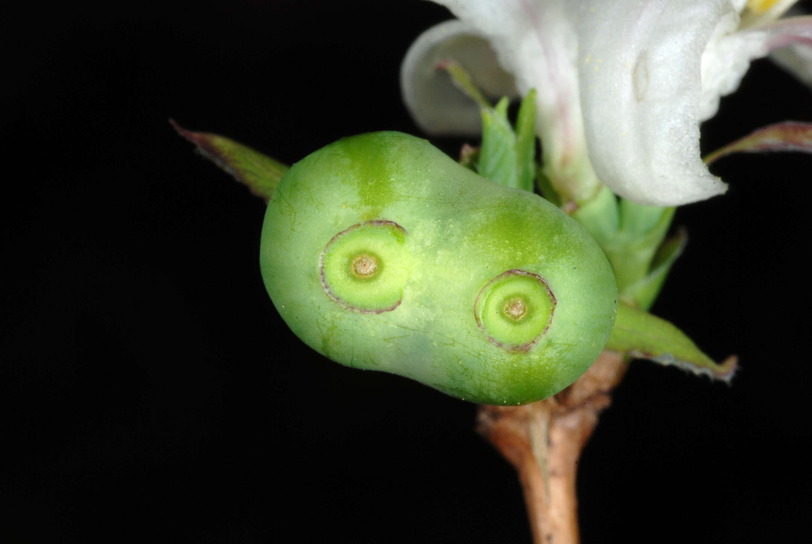 Imagem de Lonicera fragrantissima Lindl. & Paxt.