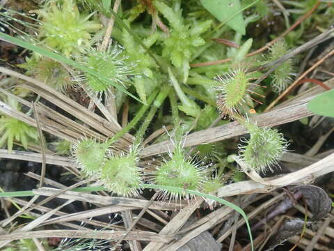 Image of Common Sundew