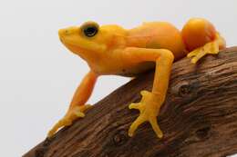 Image of Golden arrow poison frog