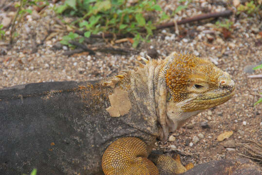 Image of Galapagos Land Iguana