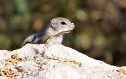 Image of white-tailed antelope squirrel