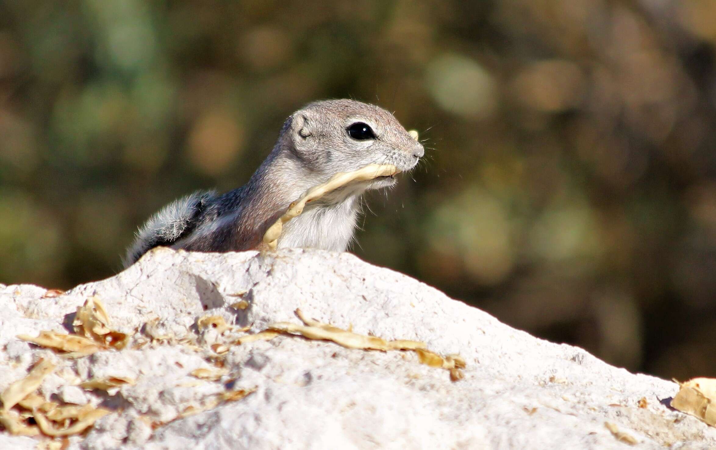 Image de Ammospermophilus leucurus (Merriam 1889)