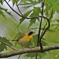 Geothlypis trichas (Linnaeus 1766) resmi