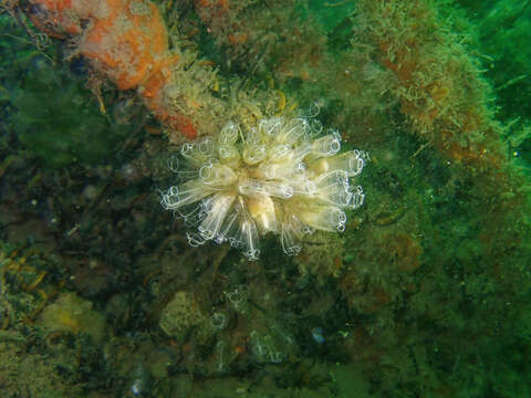 Image of Light-bulb sea squirt