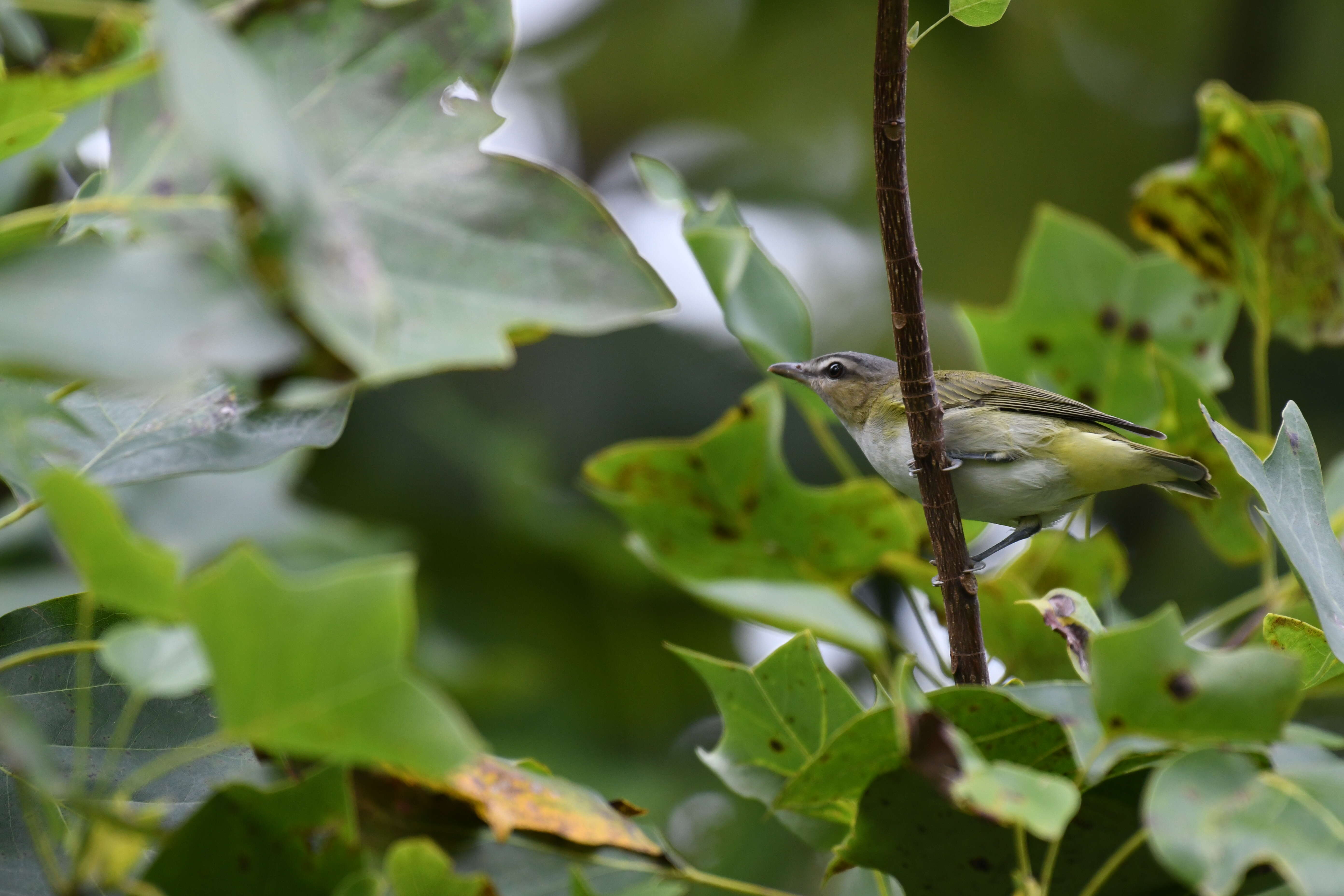 Image of Red-eyed Vireo