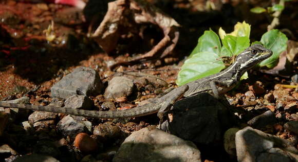 Image of Common Basilisk