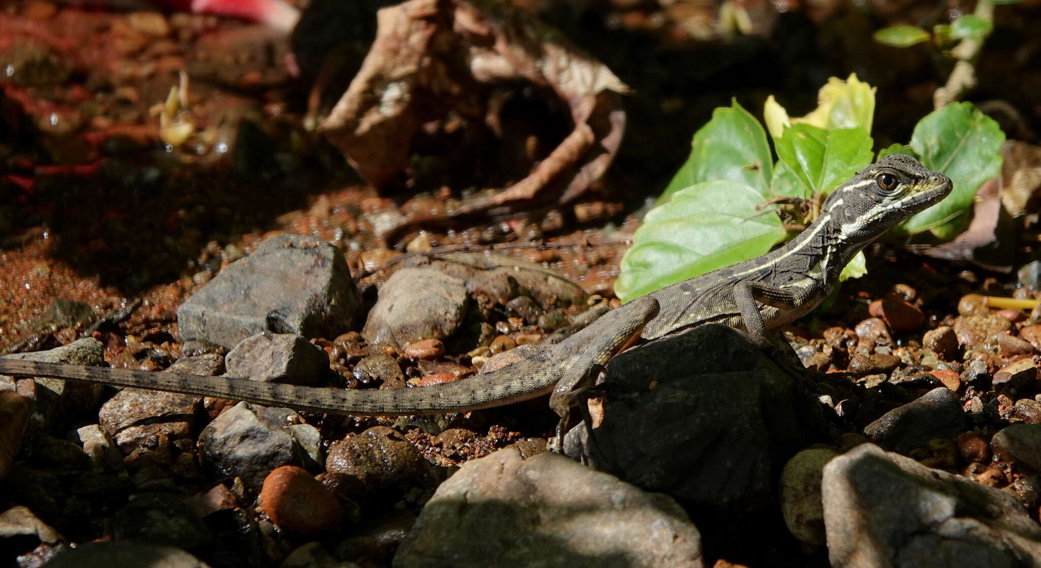 Image of Common Basilisk