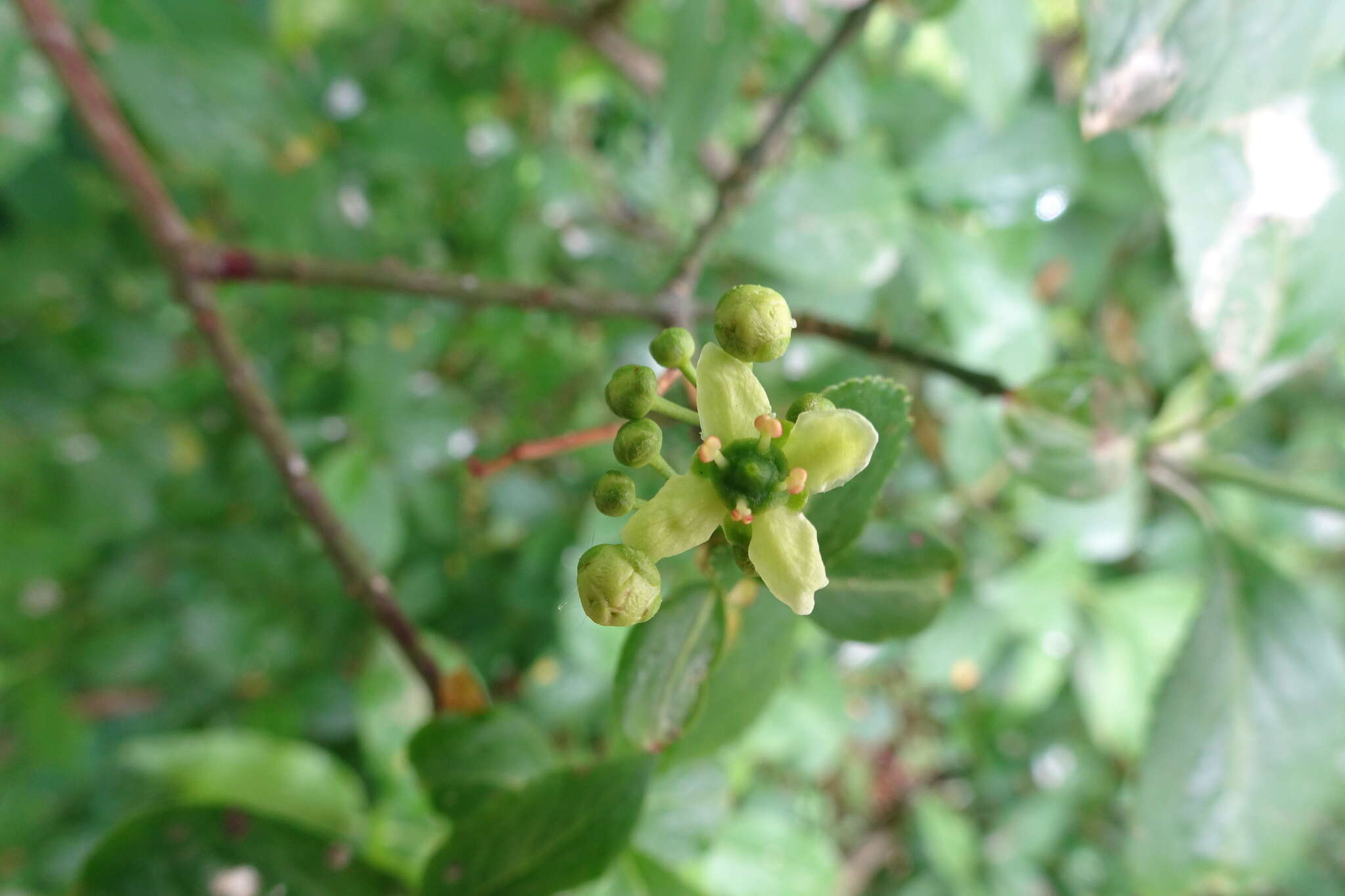 Image of Common spindle tree