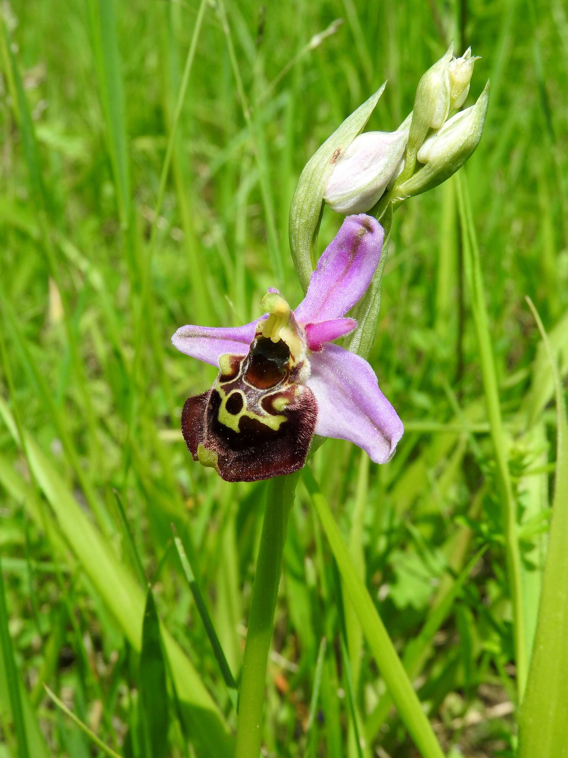 Image of Ophrys holosericea