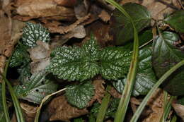 Imagem de Lamium galeobdolon (L.) L.