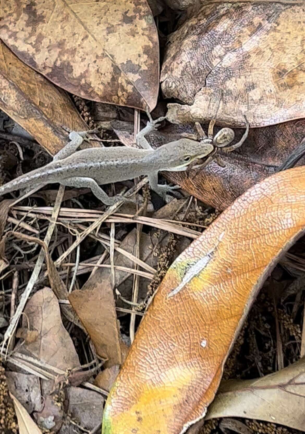 Sivun Anolis carolinensis Voigt 1832 kuva