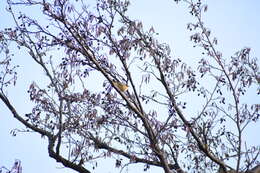 Image of Common Chiffchaff