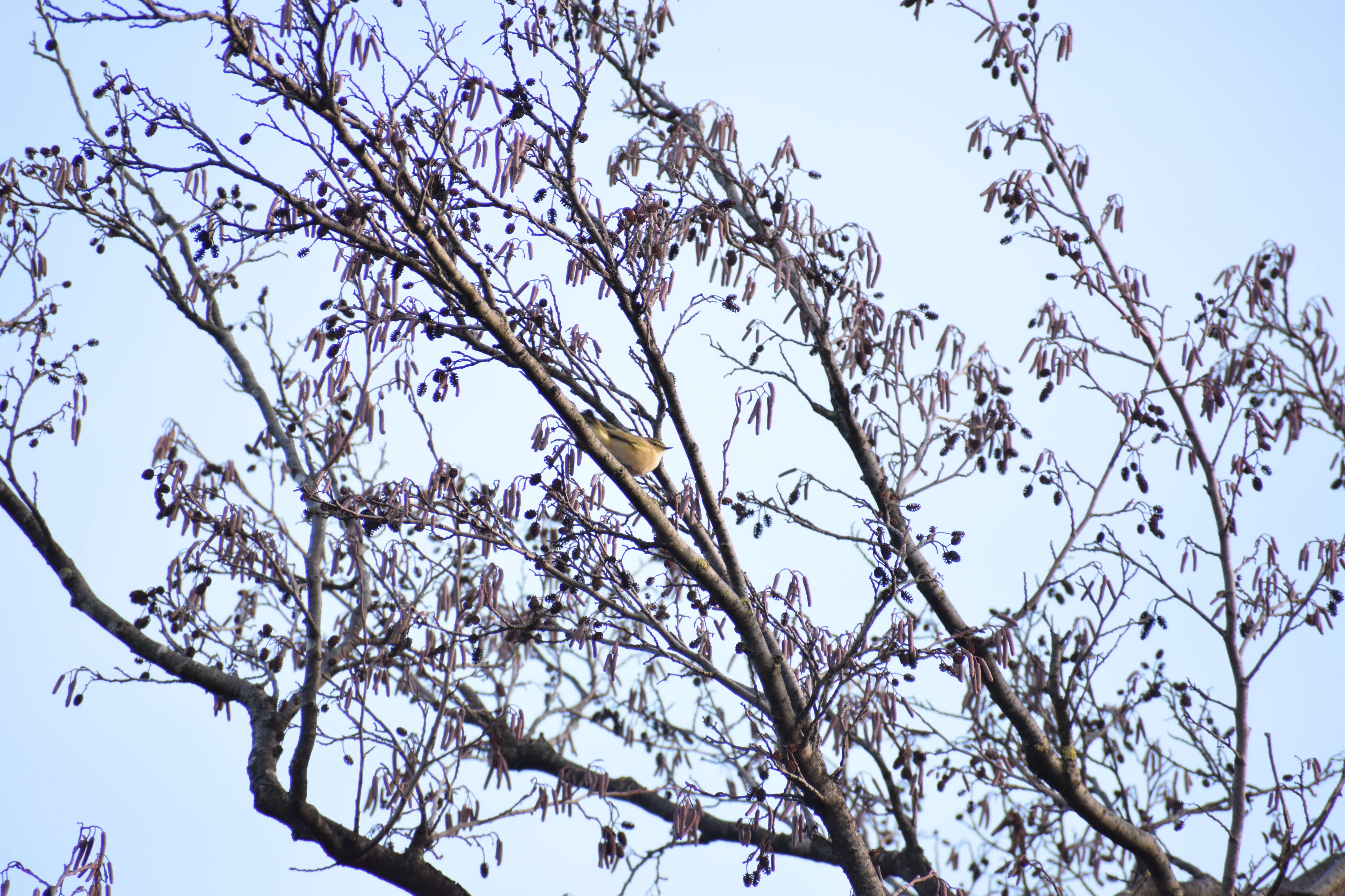 Image of Common Chiffchaff