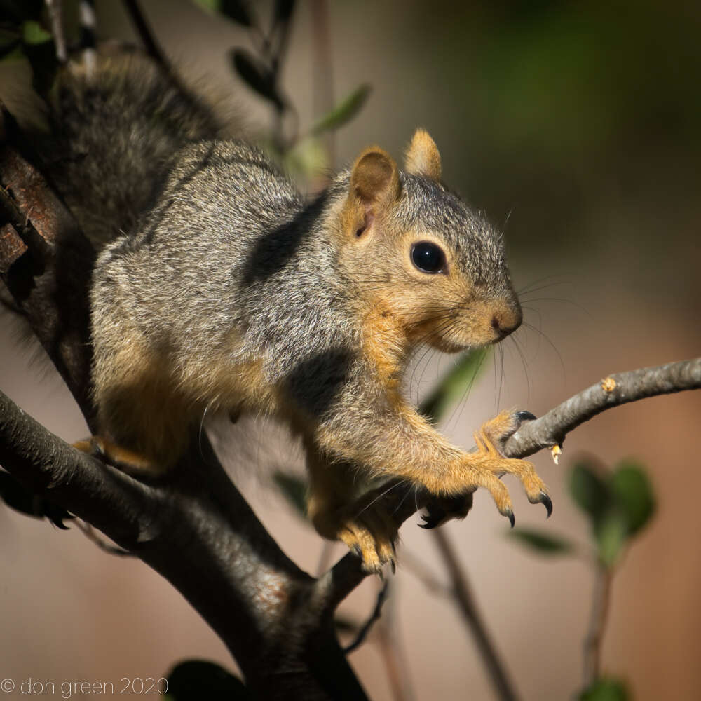 Image of Sciurus subgen. Sciurus Linnaeus 1758