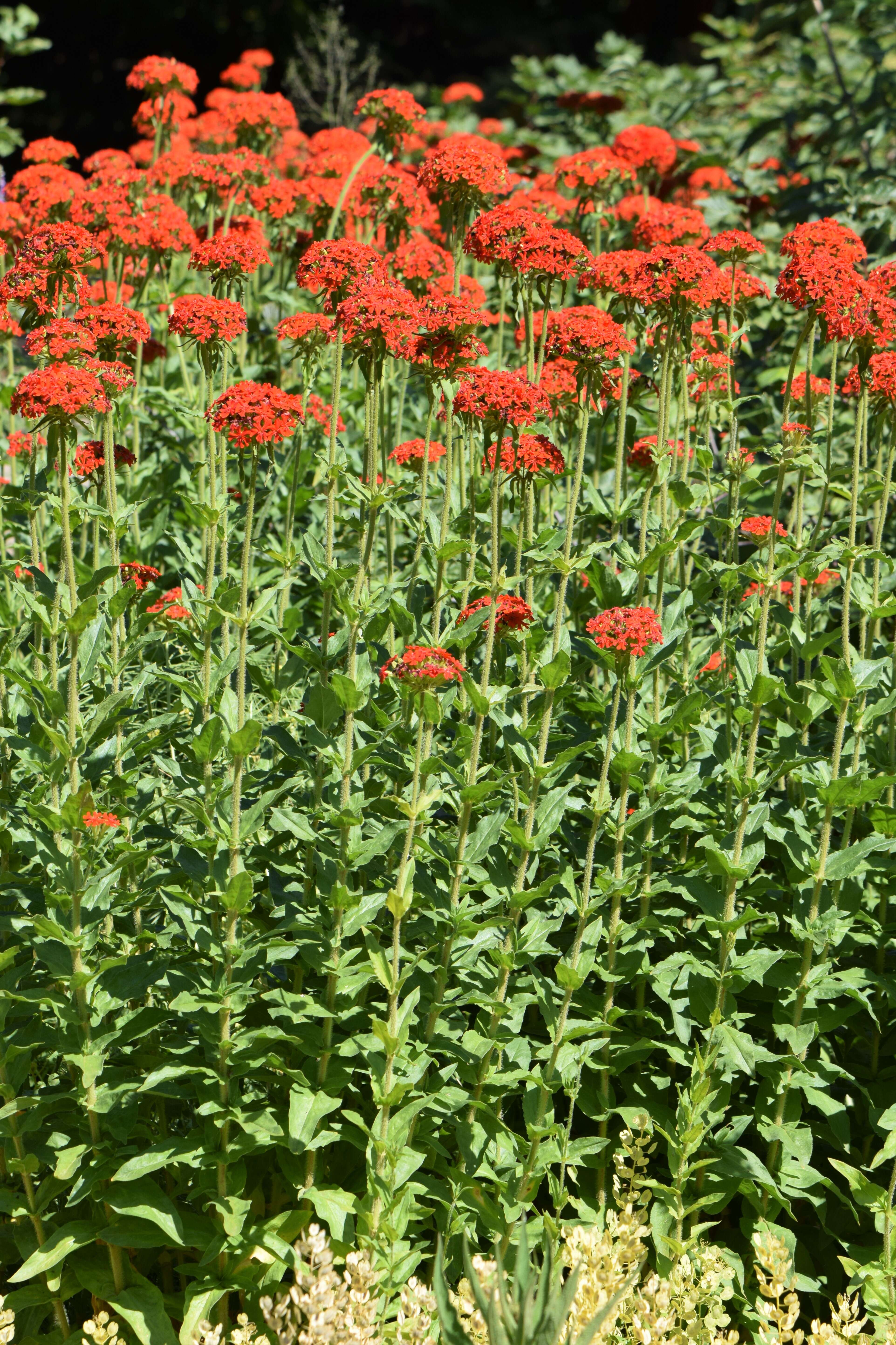 Слика од Silene chalcedonica (L.) E. H. L. Krause