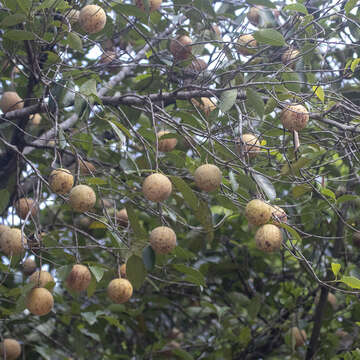 Imagem de Myristica fragrans Houtt.