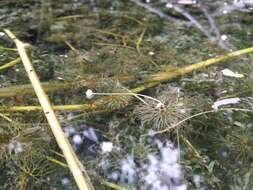 Image of western waterweed