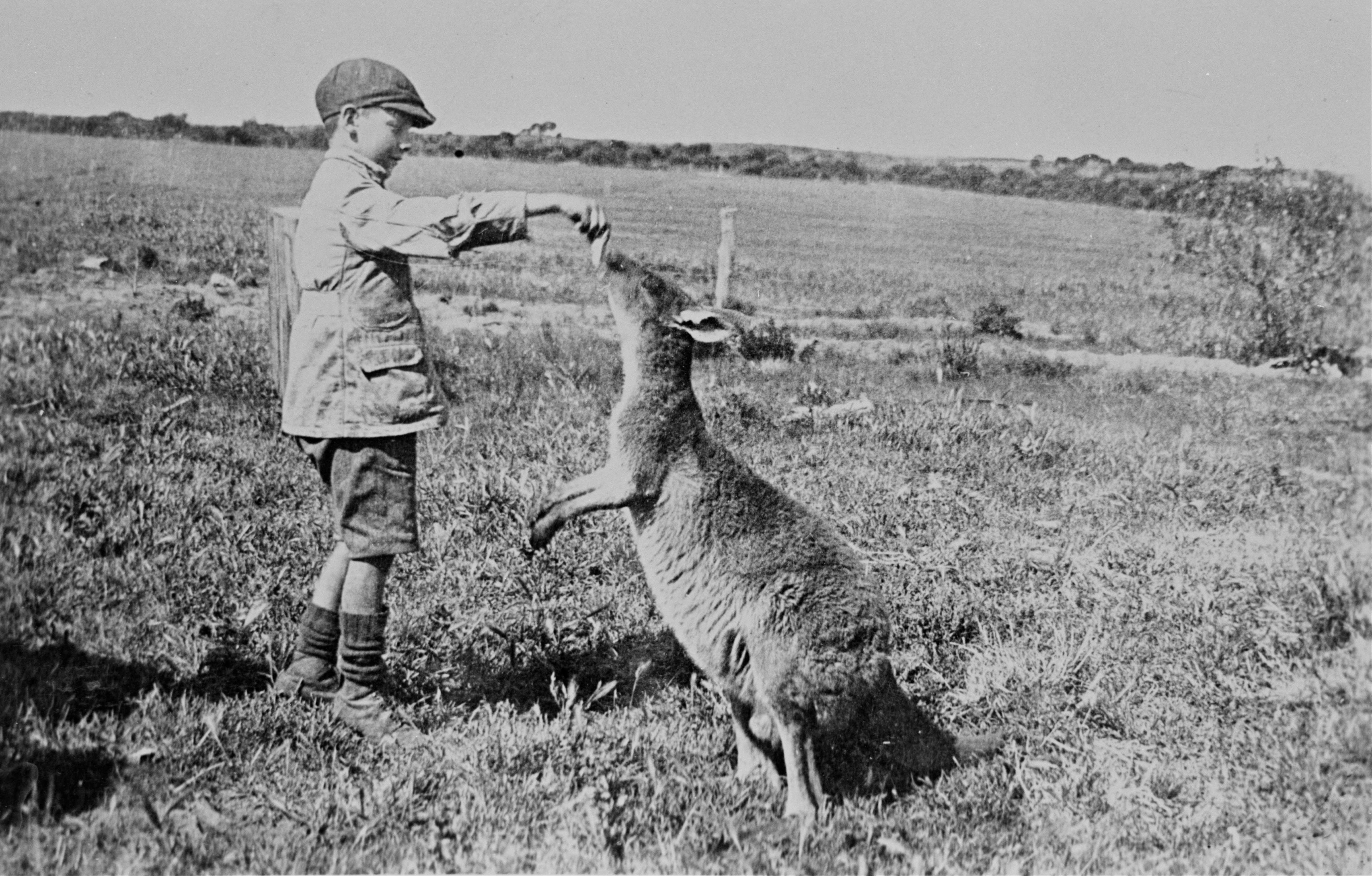 Macropus fuliginosus (Desmarest 1817) resmi