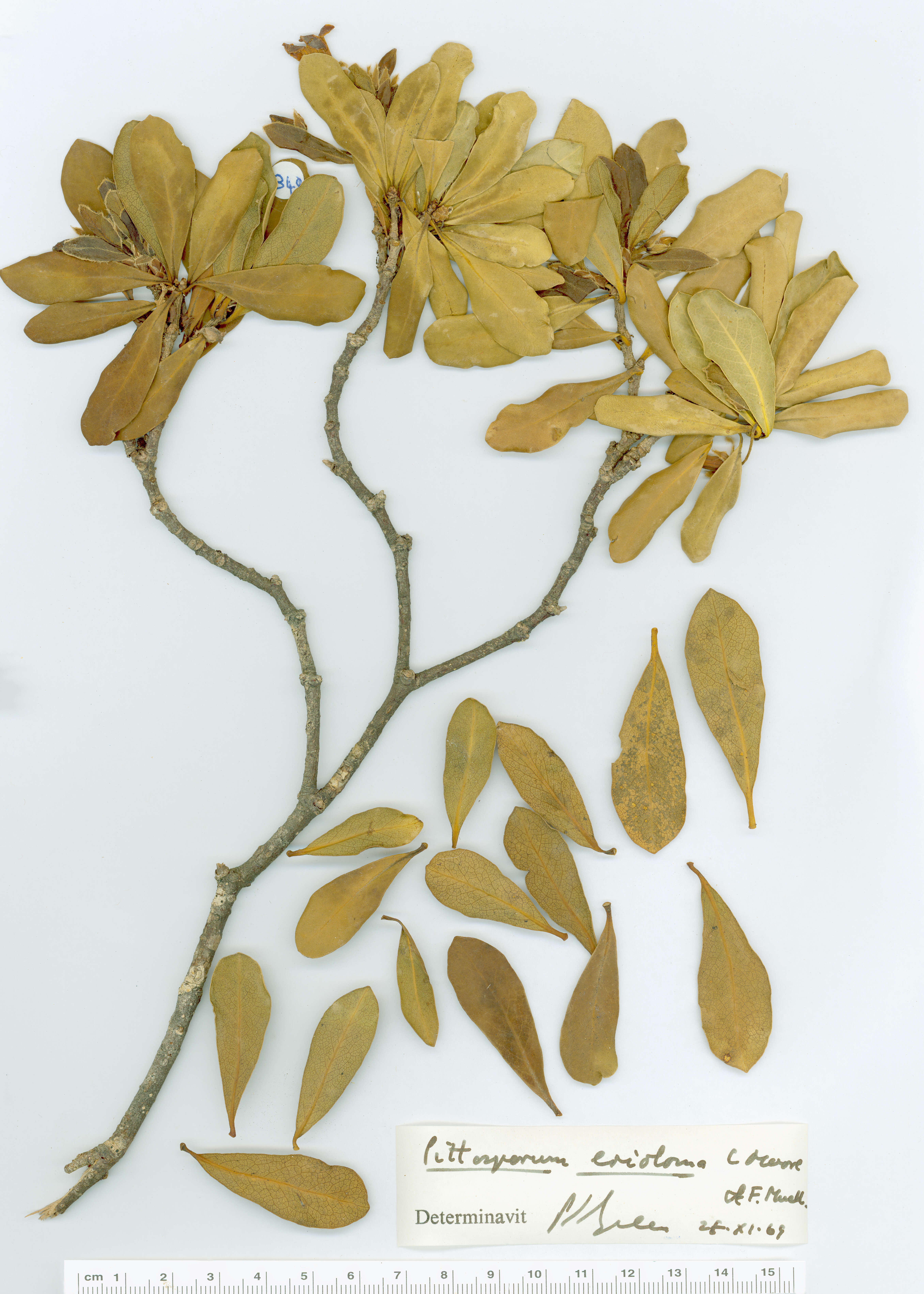 Sivun Pittosporum erioloma C. Moore & F. Müll. kuva