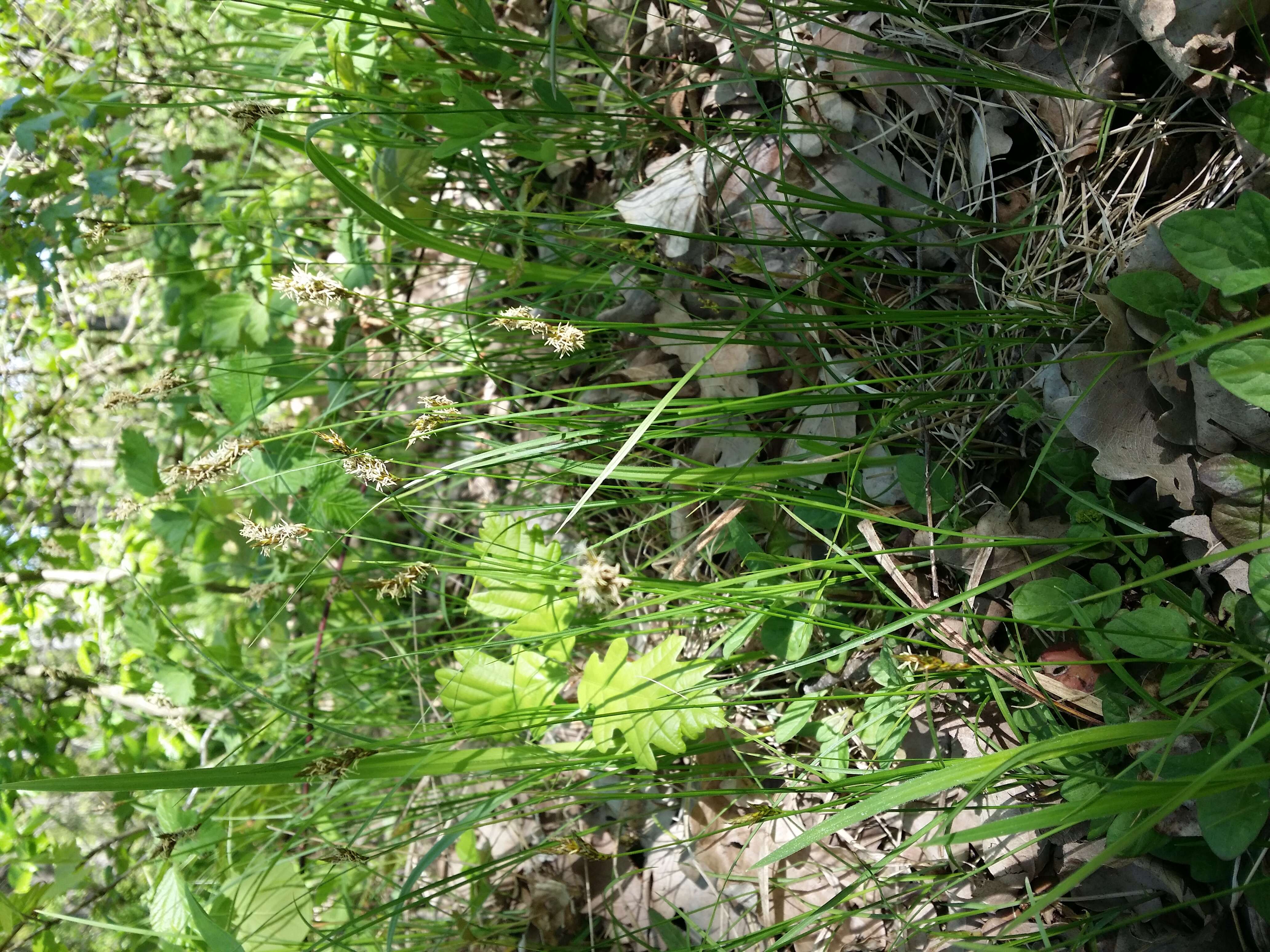 Image of quaking-grass sedge