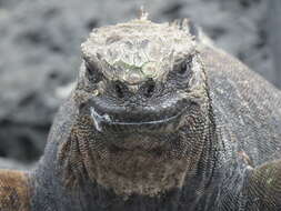 Image of marine iguana