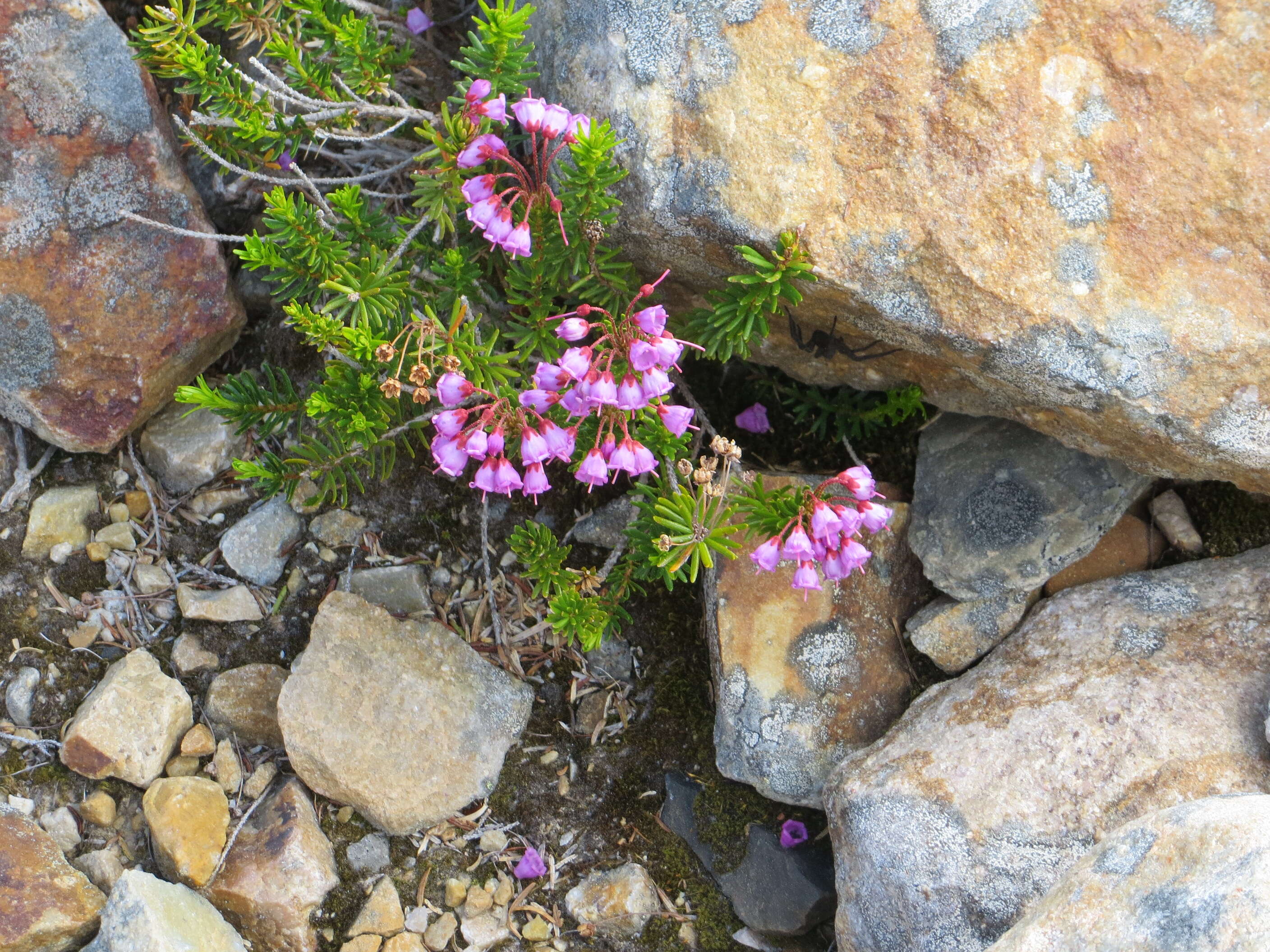 Image of pink mountainheath