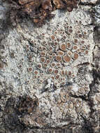 Image of rim lichen