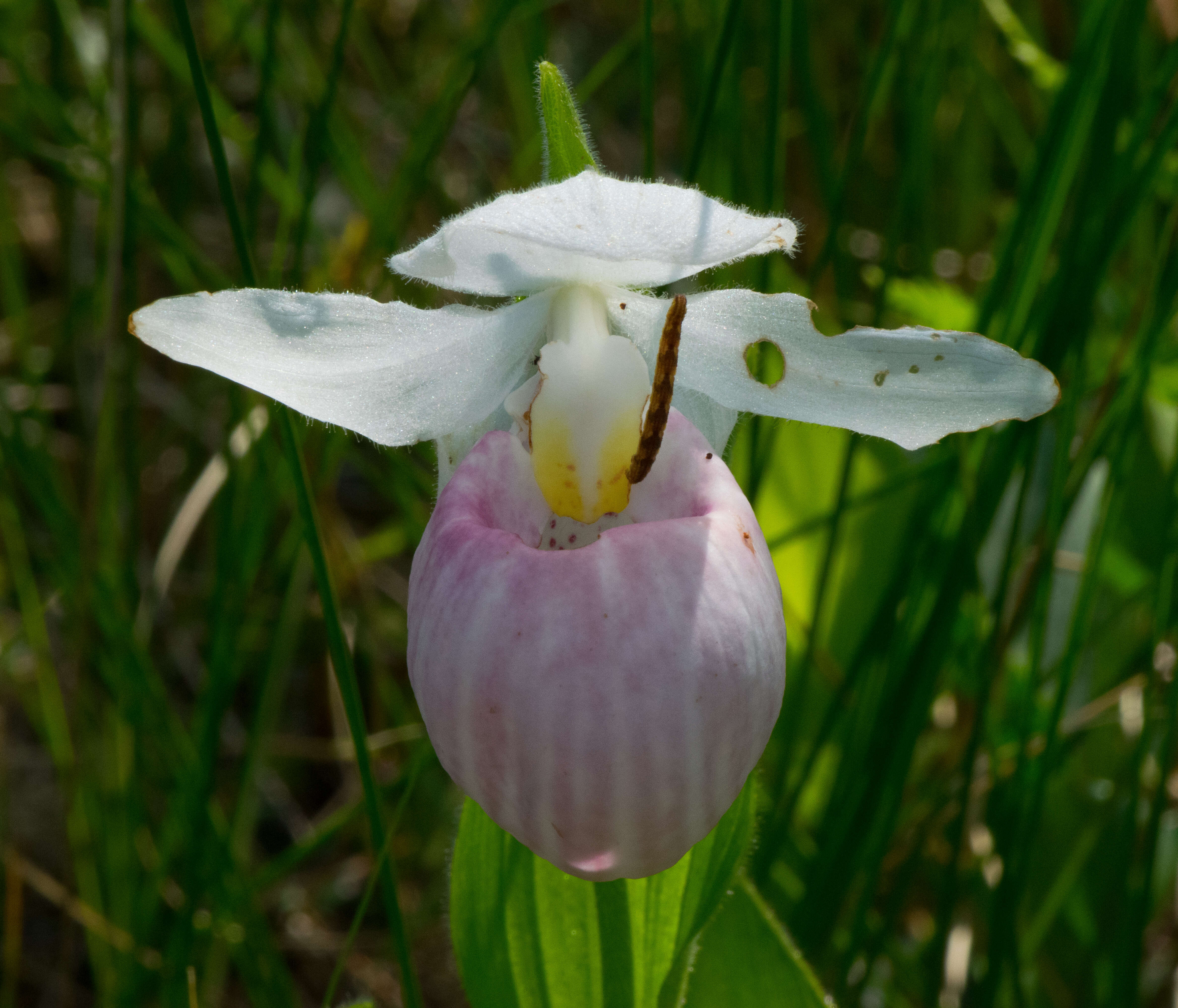 Image of Showy lady's slipper