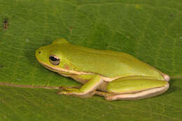 Image of American Green Treefrog