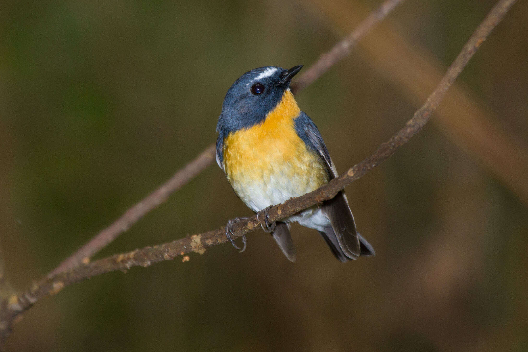 Image of Snowy-browed Flycatcher