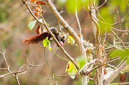 Image of Finlayson’s Squirrel